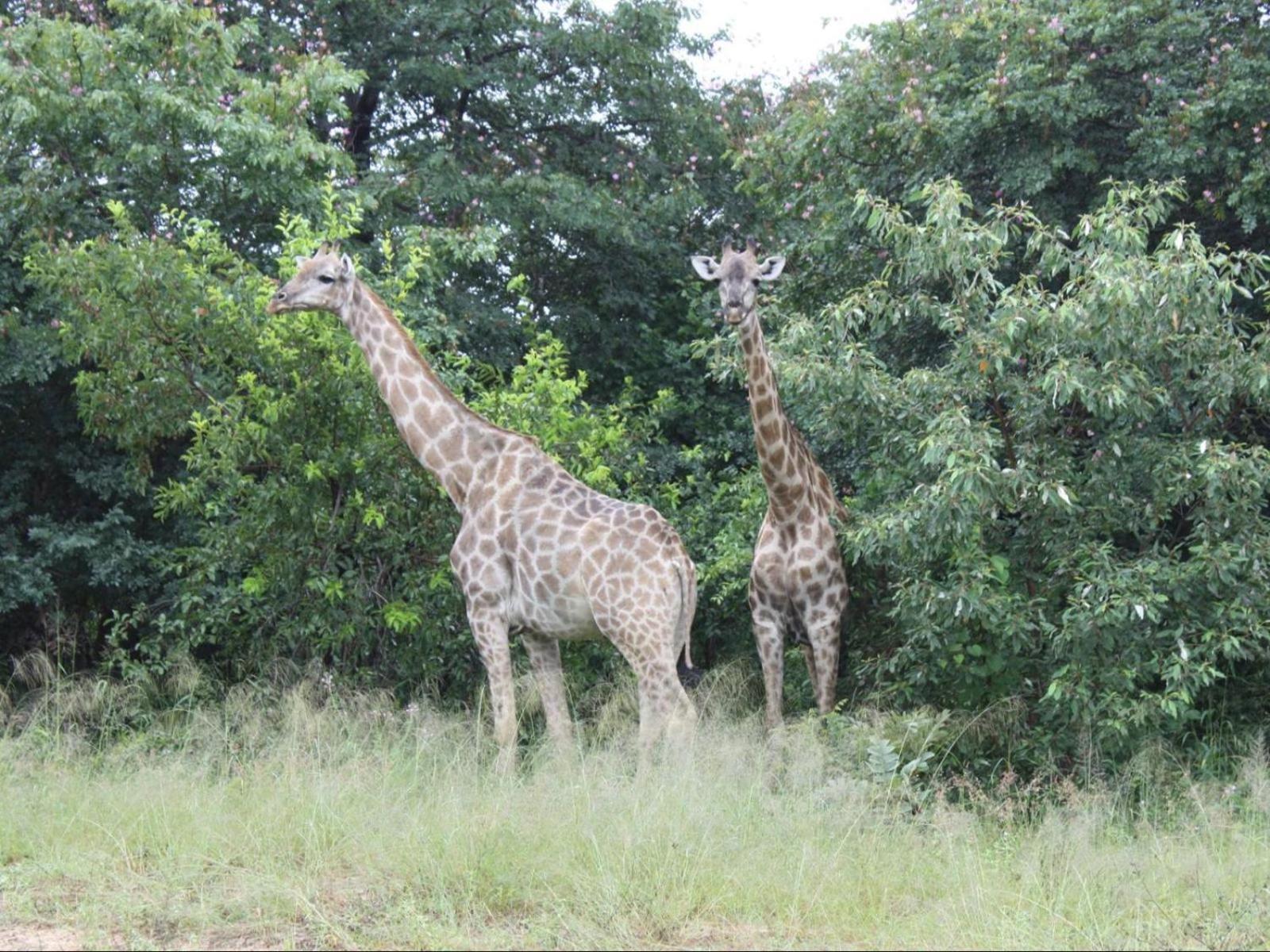 Nxabii Cottages Kasane Luaran gambar